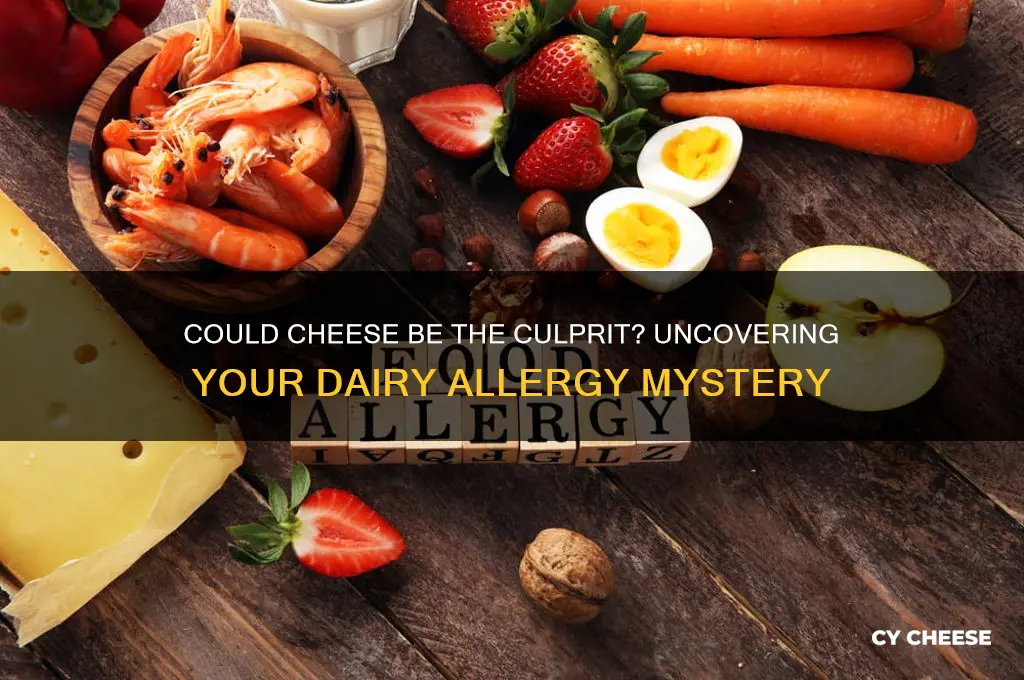 am i allergic to cheese
