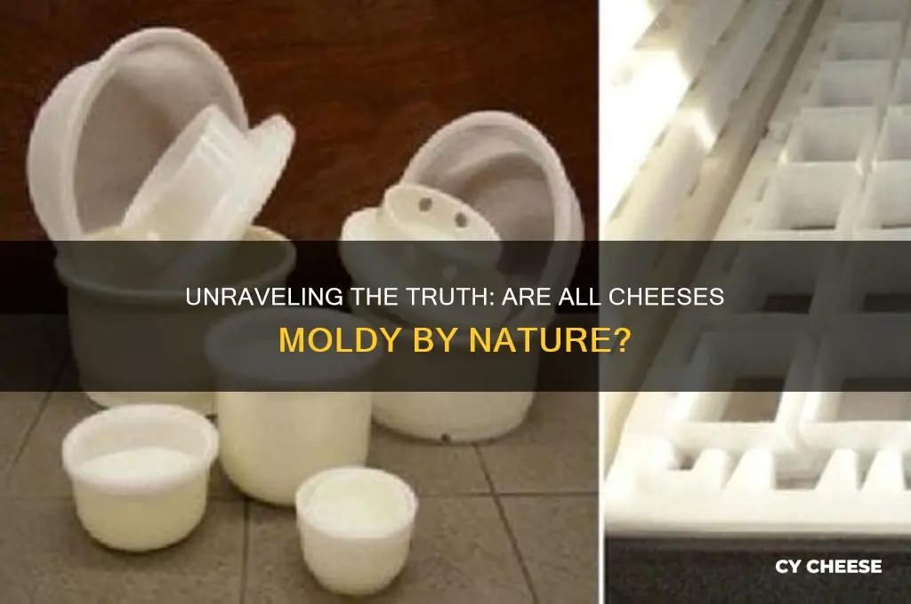 are all cheese mold