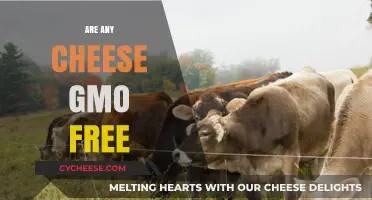 GMO-Free Cheese: Is It Possible?