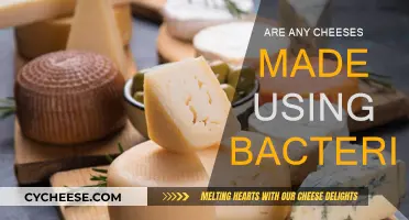 Cheese and Bacteria: A Perfect Pairing