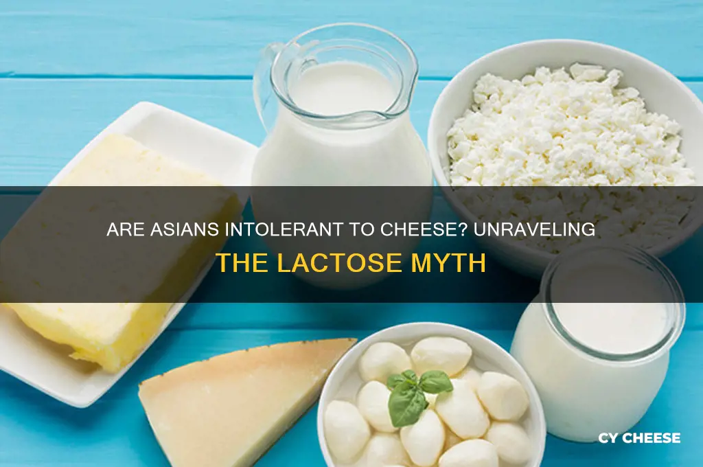 are asians intolerant to cheese