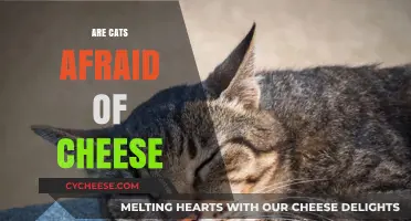 Do Cats Fear Cheese? Unraveling the Mystery Behind Feline Reactions