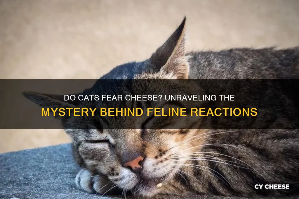are cats afraid of cheese