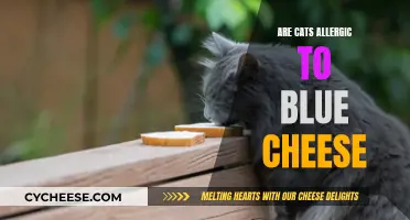Blue Cheese and Cats: A Tasty Treat or Allergenic?