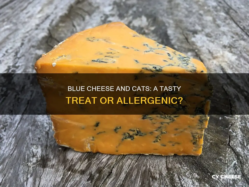 are cats allergic to blue cheese