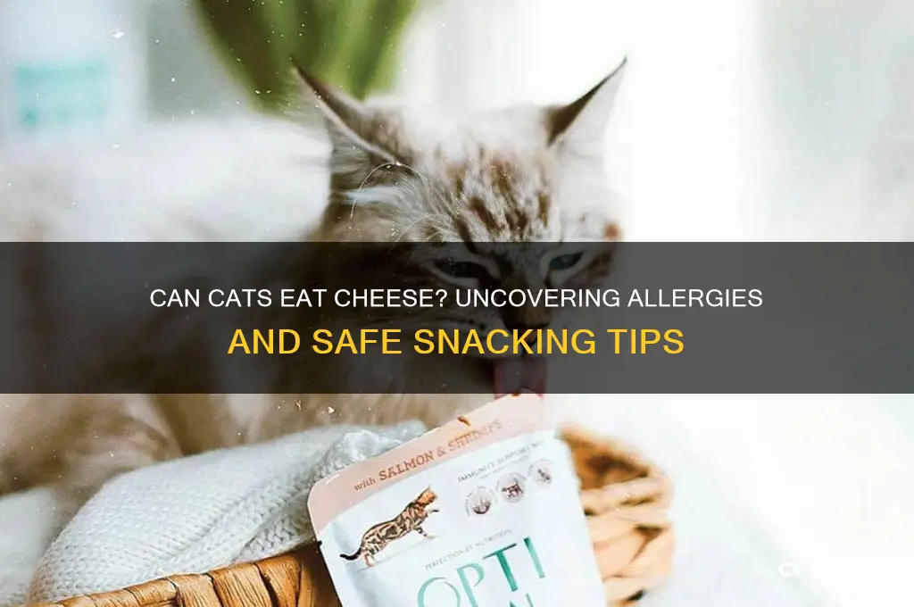 are cats allergic to cheese