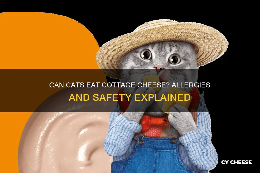are cats allergic to cottage cheese