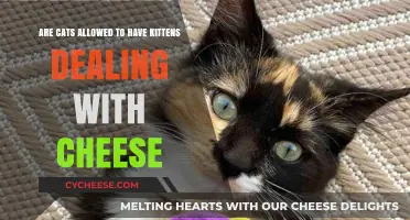 Can Cats Safely Have Kittens Around Cheese? Facts and Tips