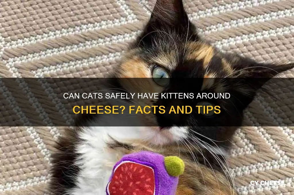 are cats allowed to have kittens dealing with cheese