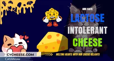 Can Cats Eat Cheese? Exploring Lactose Intolerance in Felines