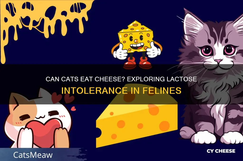 are cats lactose intolerant cheese