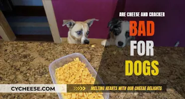 Cheese and Crackers: A Dog's Dietary Danger