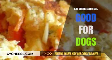 Can Dogs Eat Cheese and Eggs? A Vet-Approved Guide