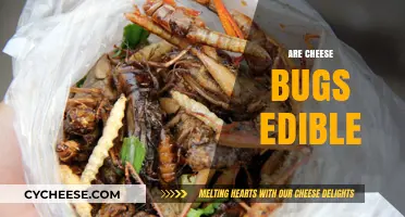 Can You Eat Cheese Bugs? Exploring the Edibility of Cheese Mites