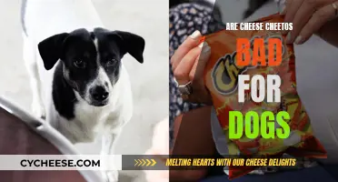 Cheetos and Dogs: A Dangerous Mix?