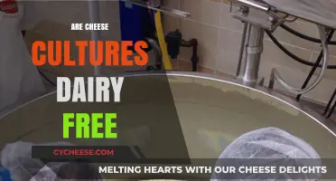 Cheese Cultures: Are They Dairy-Free?