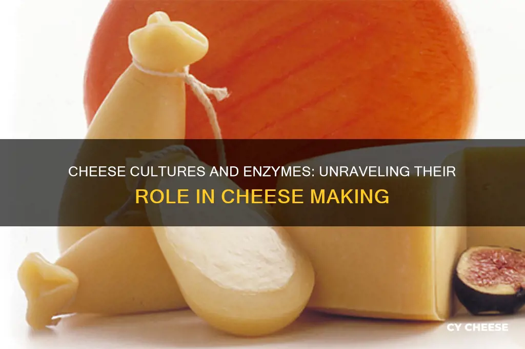 are cheese cultures enzymes