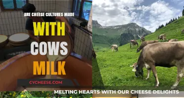 Exploring the World of Cow's Milk Cheese Cultures