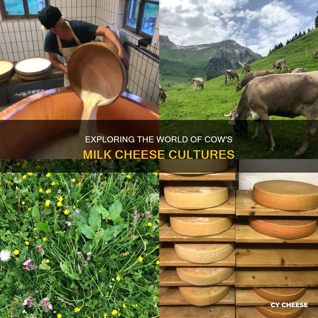 are cheese cultures made with cows milk