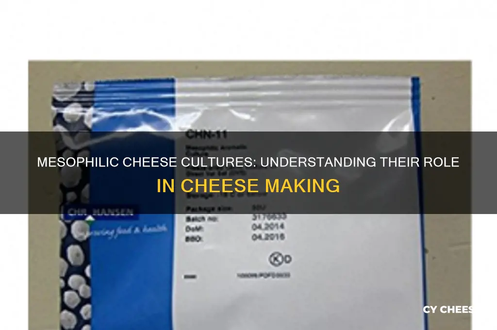 are cheese cultures mesophillic