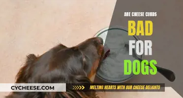 Cheese Curds: A Healthy Dog Treat?