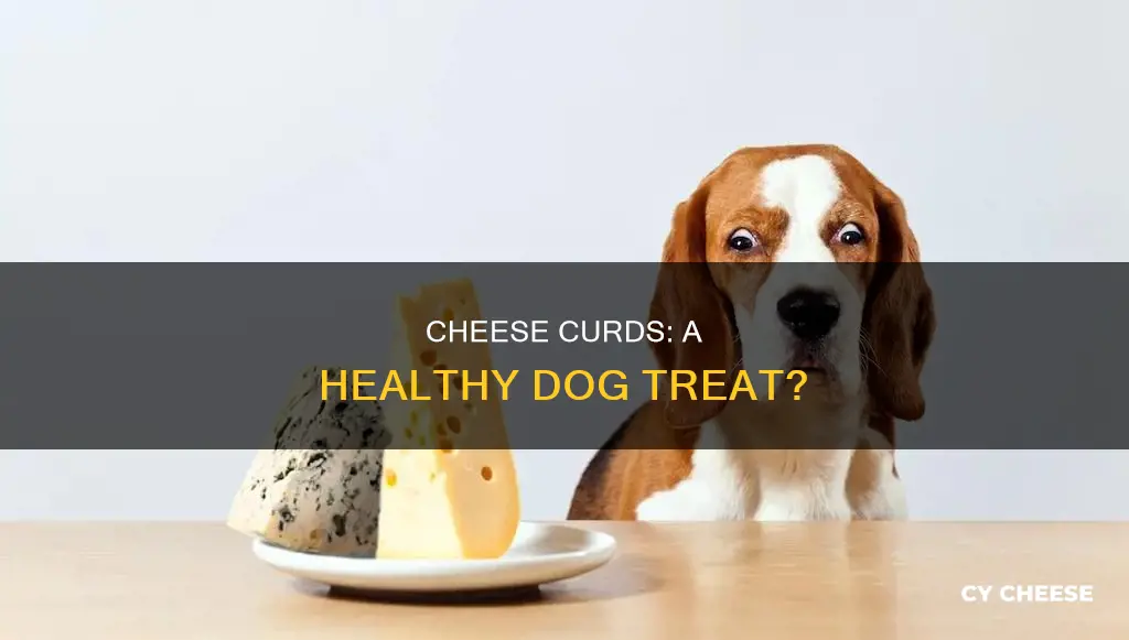 are cheese curds bad for dogs