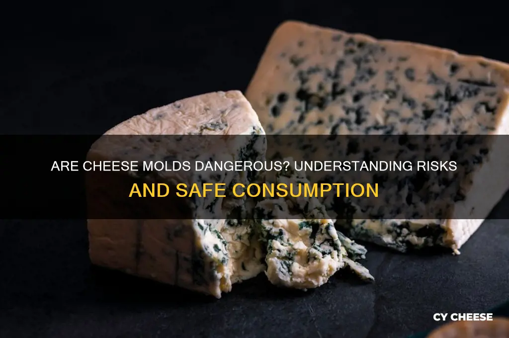 are cheese molds dangerous