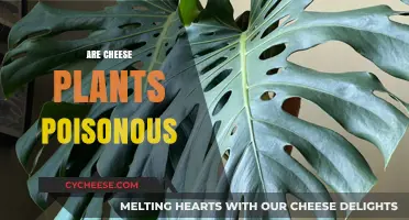 Are Cheese Plants Poisonous? Uncovering the Truth About Monstera Toxicity