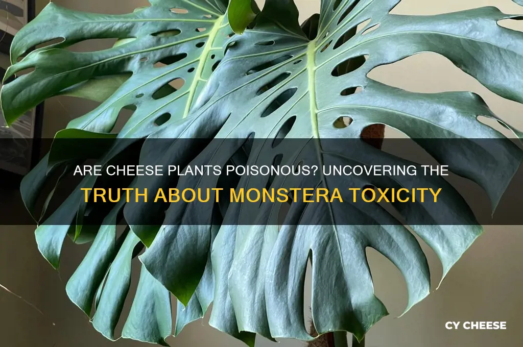are cheese plants poisonous