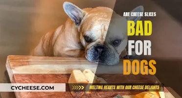 Cheese Slices: Are They Safe for Dogs?