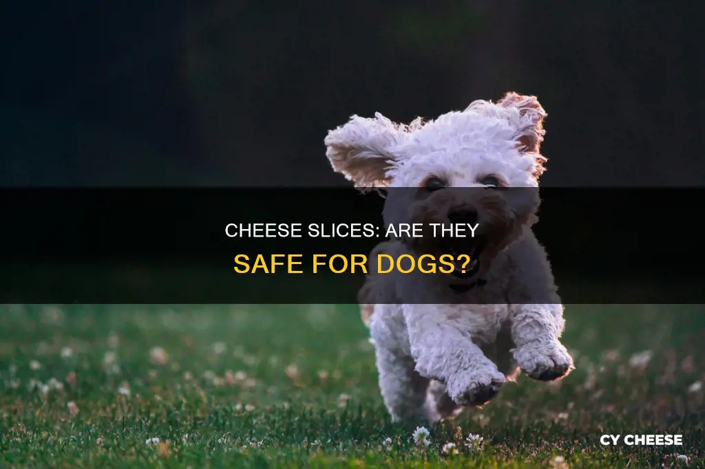 are cheese slices bad for dogs