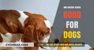 Can Dogs Eat Cheese Slices? A Vet-Approved Guide for Pet Owners