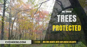 Are Cheese Trees Protected? Exploring Conservation Efforts and Legal Safeguards