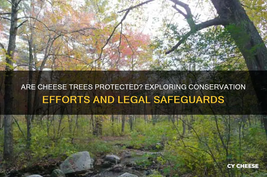 are cheese trees protected