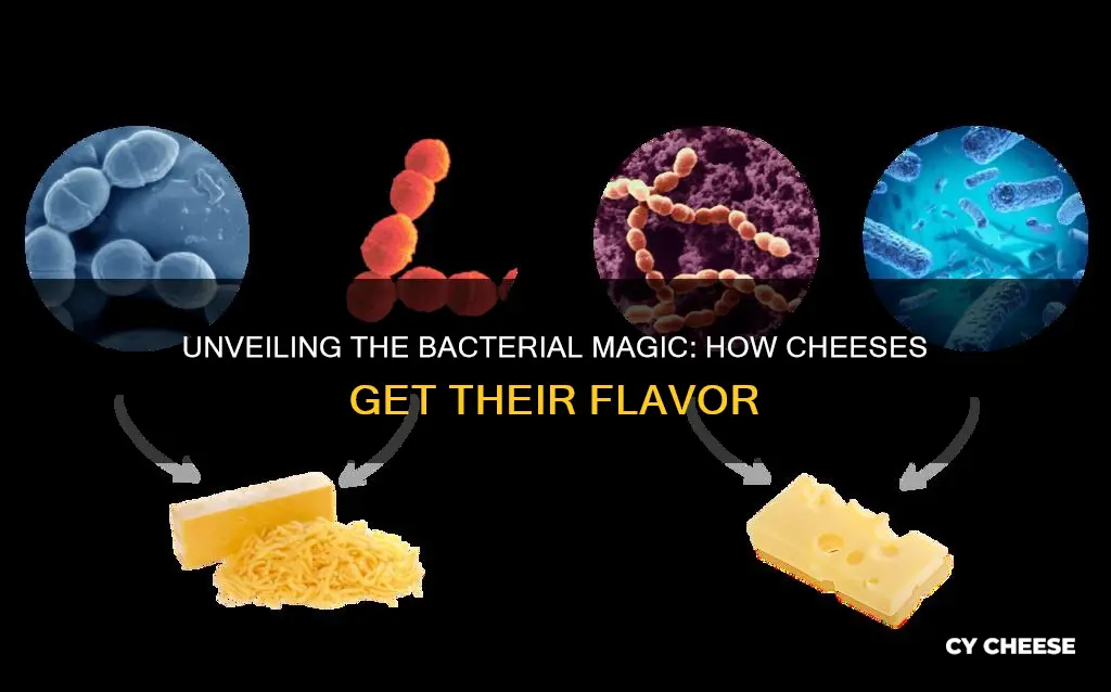 are cheeses made of bacteria