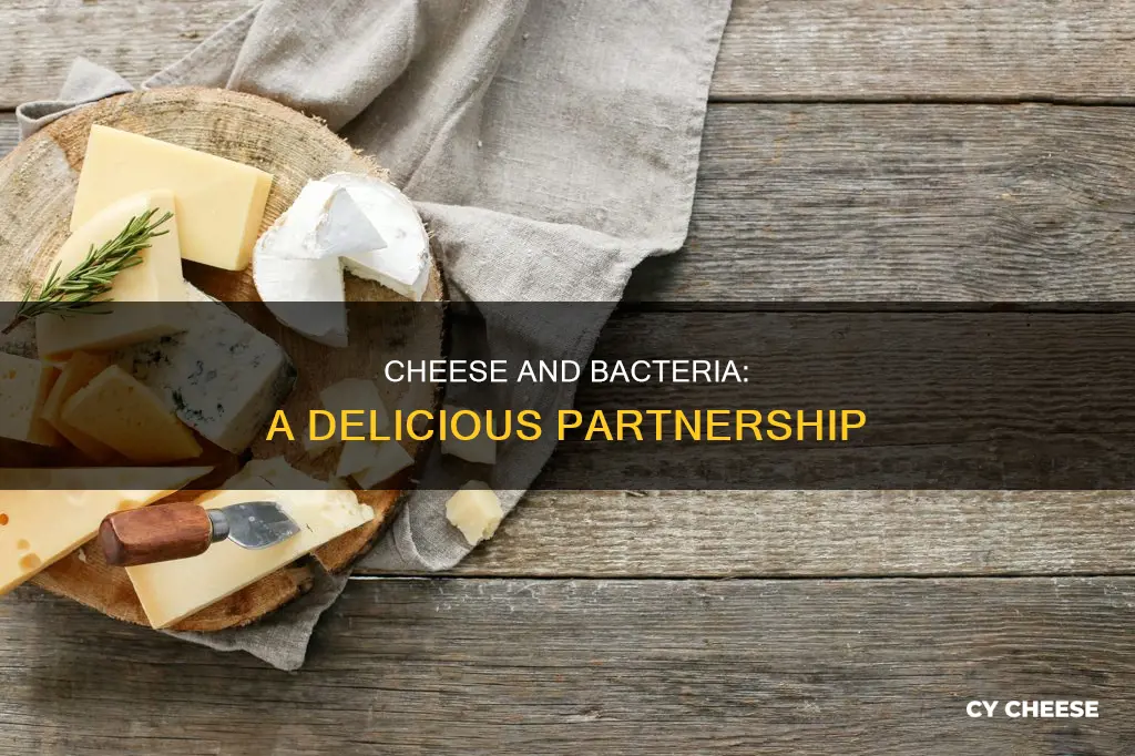 are cheeses made of bacteria
