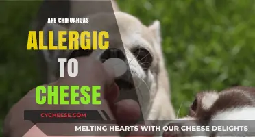 Can Chihuahuas Eat Cheese? Uncovering Allergy Myths and Facts