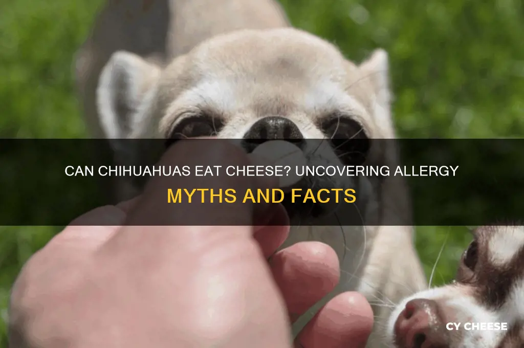 are chihuahuas allergic to cheese