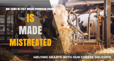 Italian Parmigiano-Reggiano's Dark Secret: Cows' Suffering in the Cheese Industry