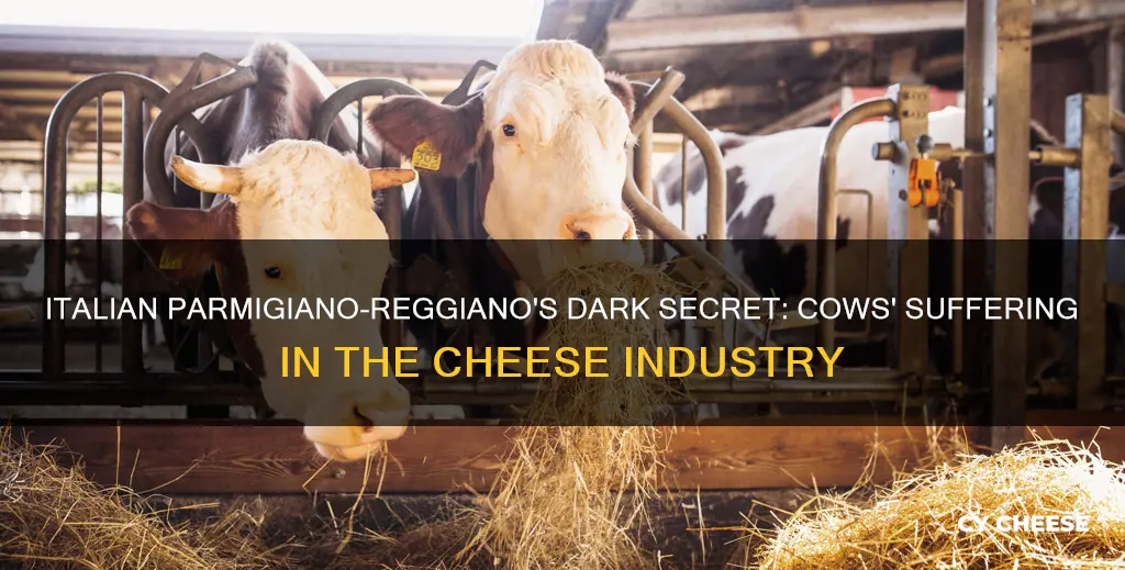 are cows in italy where parmigan cheese is made mistreated