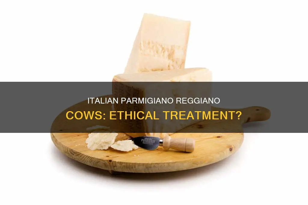 are cows in italy where parmigan cheese is made mistreated