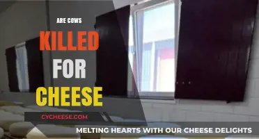 Are Cows Harmed in Cheese Production? Uncovering the Dairy Industry Truth