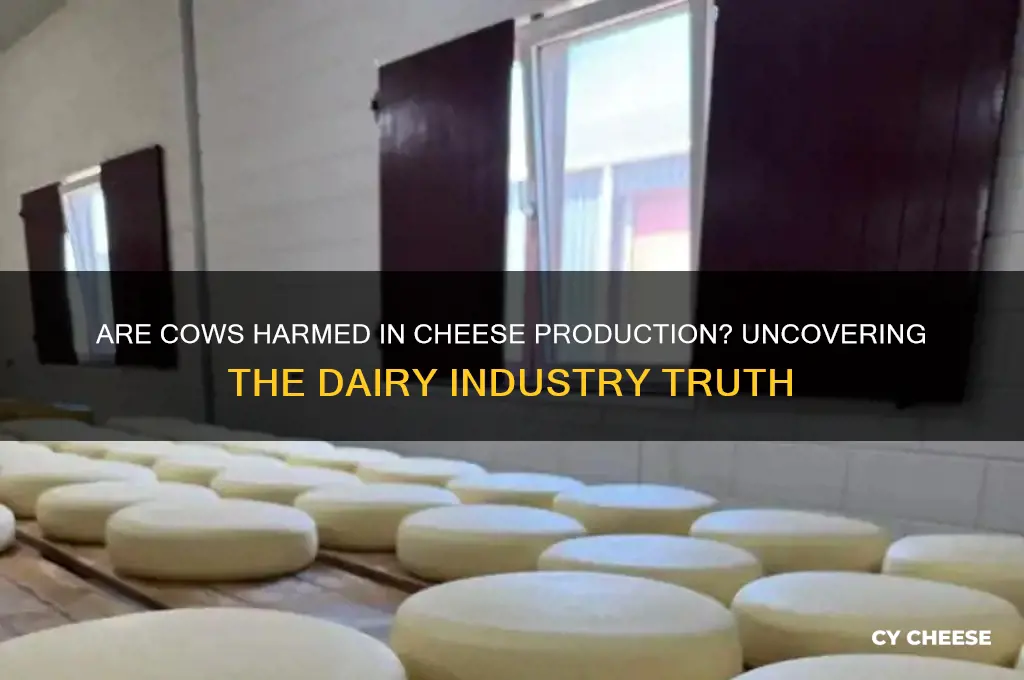 are cows killed for cheese