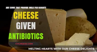 Do Havarti Cheese Milk Cows Receive Antibiotics? Uncovering Dairy Practices