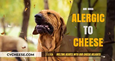Can Dogs Eat Cheese? Uncovering Allergies and Safe Feeding Tips
