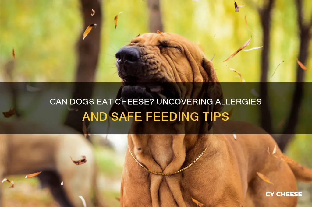 are dogs alergic to cheese