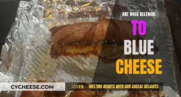 Blue Cheese and Dogs: A Tasty Treat or Allergenic Risk?