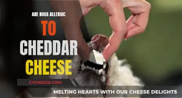 Can Dogs Safely Enjoy Cheddar? Unraveling the Allergy Mystery