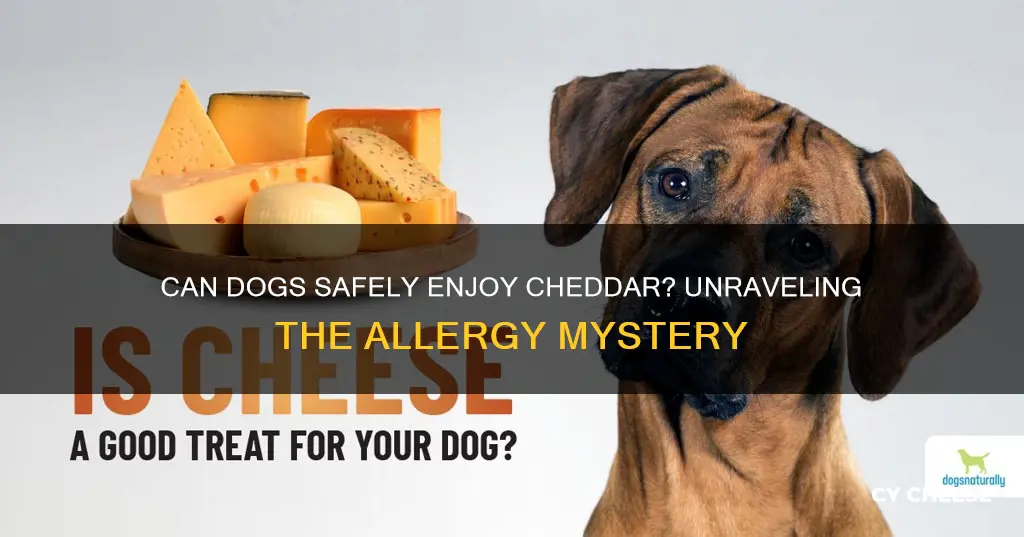 are dogs allergic to cheddar cheese