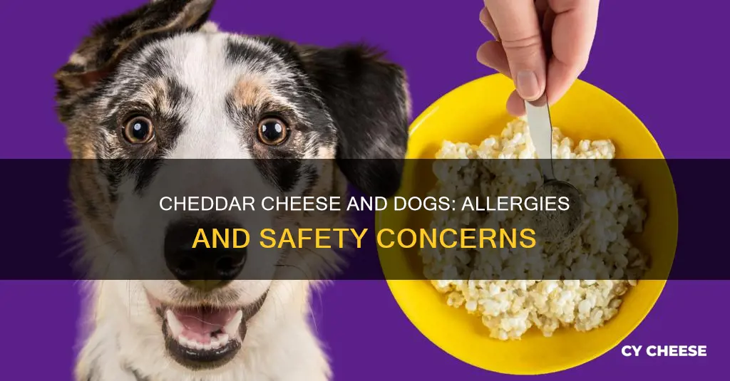 are dogs allergic to cheddar cheese